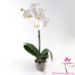 Орхидея Фаленопсис белый 1 цв.