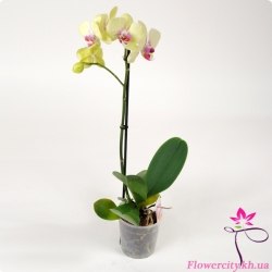 Орхидея Фаленопсис бледно-желтый 1 цв.