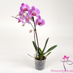 Орхидея Фаленопсис фиолетовый 1 цв.