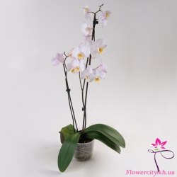 Орхидея Фаленопсис белый 2 цв.