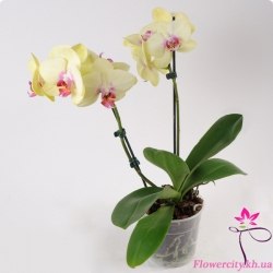 Орхидея Фаленопсис бледно-желтый 2 цв.
