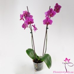 Орхидея Фаленопсис фиолетовый 2 цв.