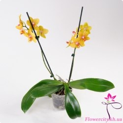 Орхидея Фаленопсис желтый 2 цв.