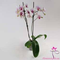 Орхидея Фаленопсис 2цв.