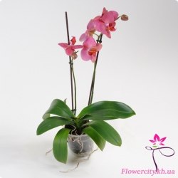 Орхидея Фаленопсис розовый 2 цв.