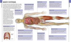 Human Anatomy: The Definitive Visual Guide Dorling Kindersley