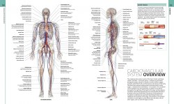 Human Anatomy: The Definitive Visual Guide Dorling Kindersley