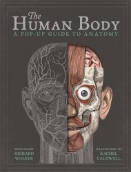 The Human Body: A Pop-Up Guide to Anatomy Templar / Книга 3D, Книга з віконцями