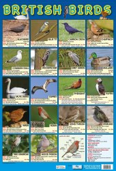 British Birds Chart Media / Плакат