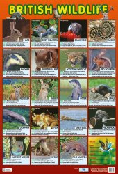 British Wildlife Chart Media / Плакат
