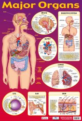 Major Organs Chart Media / Плакат