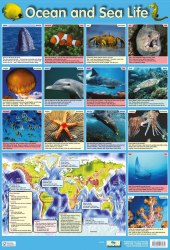 Ocean and Sea Life Chart Media / Плакат