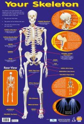 Your Skeleton Chart Media / Плакат