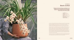 Bloom: Flowering Plants for Indoors and Balconies Thames and Hudson
