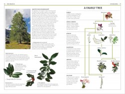 DK Handbooks: Trees Dorling Kindersley